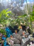 Terrarium mera jangal- סדנת טרריום פרטית