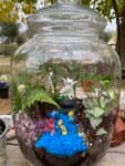 Terrarium mera jangal- סדנת טרריום פרטית
