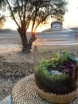 Terrarium mera jangal- סדנת טרריום פרטית