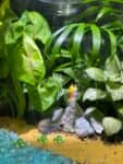 Terrarium mera jangal- סדנת טרריום פרטית