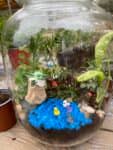 Terrarium mera jangal- סדנת טרריום פרטית