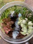Terrarium mera jangal- סדנת טרריום פרטית