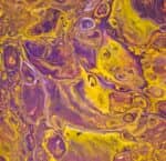 סדנת ציור אקריליק פורינג עם רקפת – אמנות FLUIDART