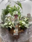 Terrarium mera jangal- סדנת טרריום פרטית