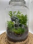 Terrarium mera jangal- סדנת טרריום פרטית