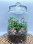 Terrarium mera jangal- סדנת טרריום פרטית