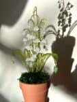 סדנת יצירה – עציצים מחרוזים 🌿