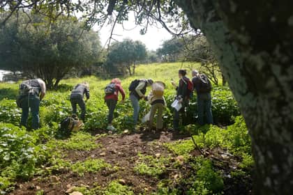 סיור ליקוט וארוחת שטח פרטית לקבוצות – בתיאום מראש