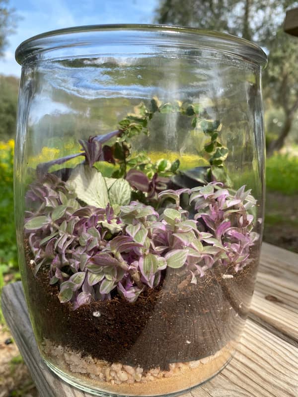 Terrarium mera jangal- סדנת טרריום פרטית