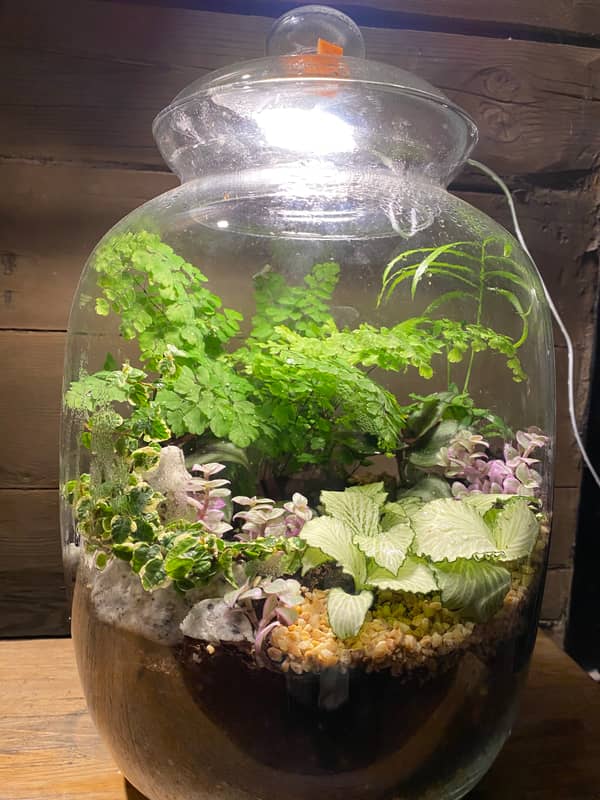 Terrarium mera jangal- סדנת טרריום פרטית