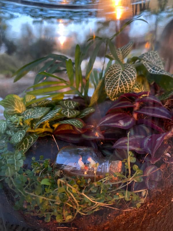 Terrarium mera jangal- סדנת טרריום פרטית
