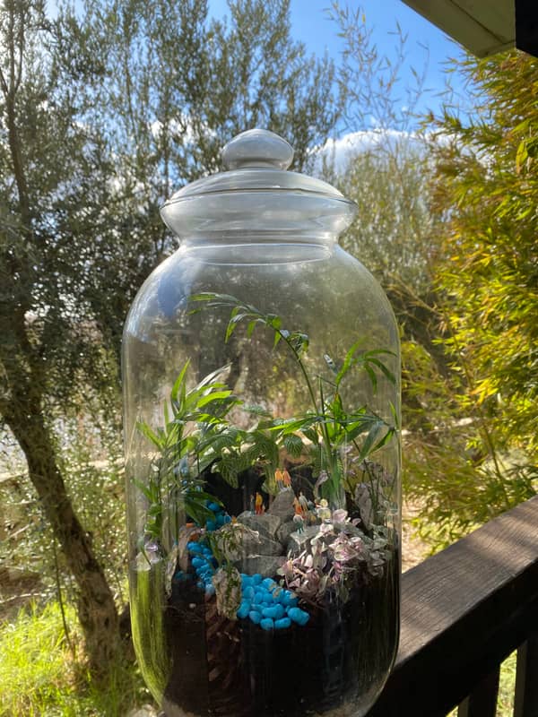 Terrarium mera jangal- סדנת טרריום פרטית