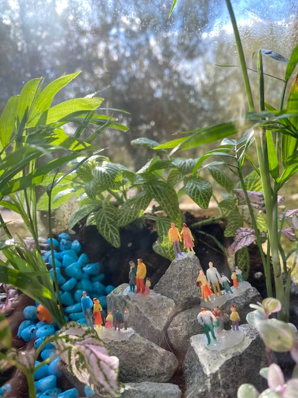 Terrarium mera jangal- סדנת טרריום פרטית