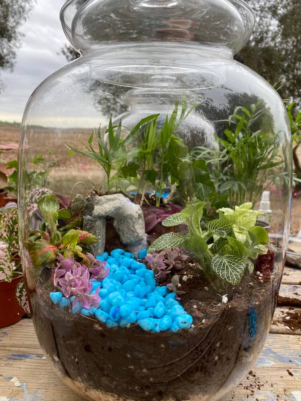 Terrarium mera jangal- סדנת טרריום פרטית