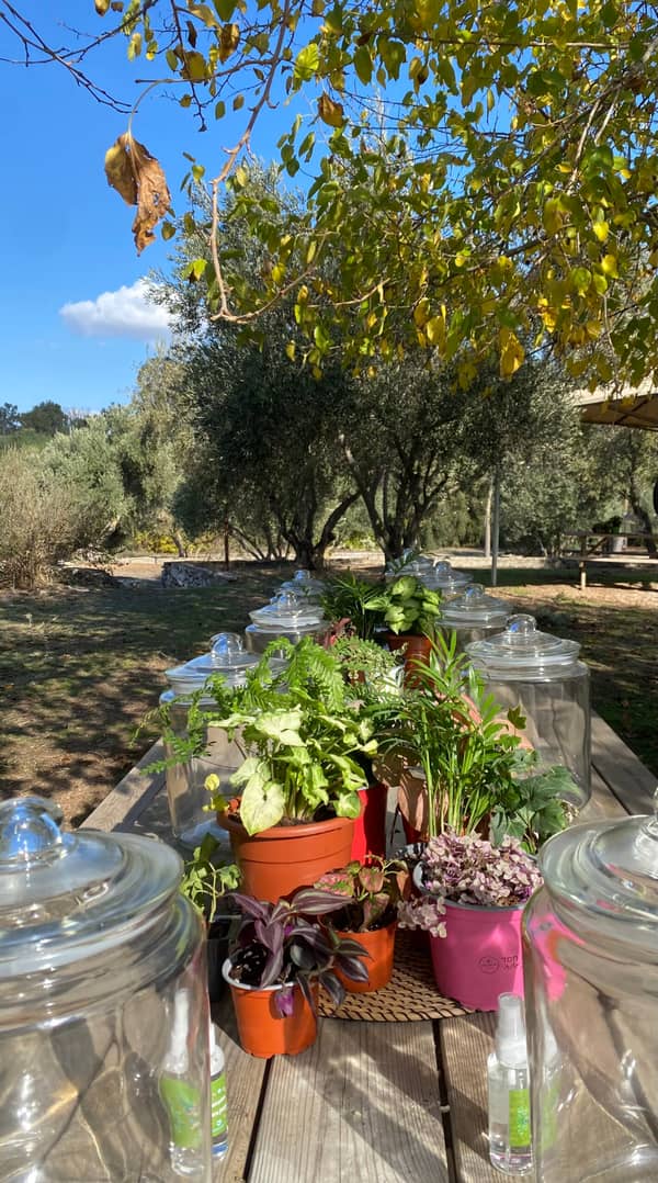 Terrarium mera jangal- סדנת טרריום פרטית