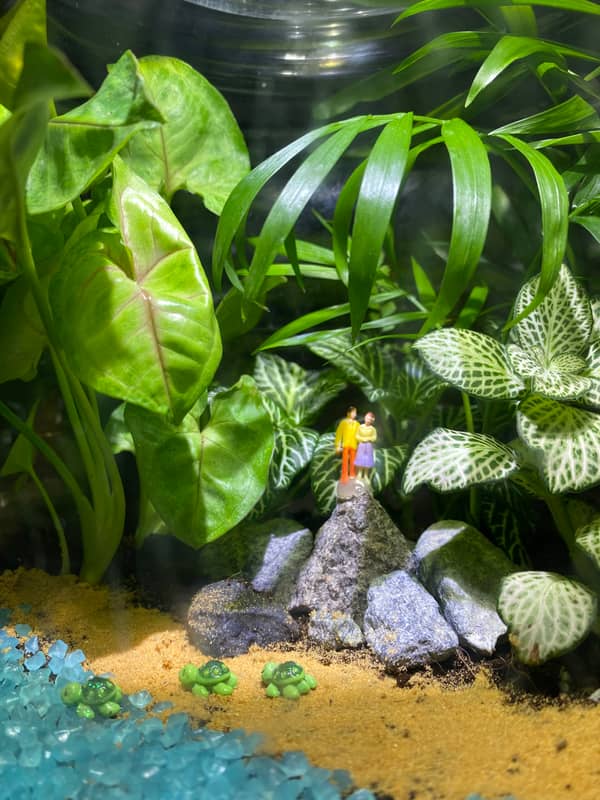 Terrarium mera jangal- סדנת טרריום פרטית