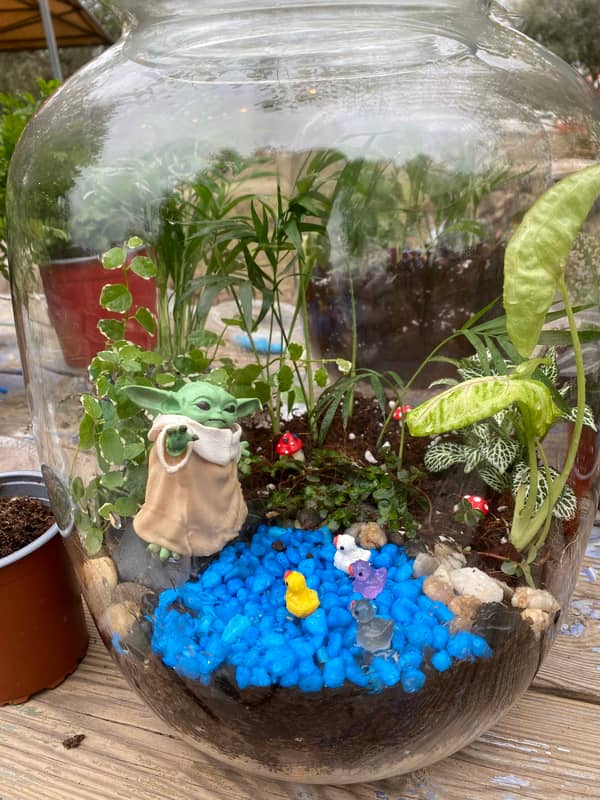 Terrarium mera jangal- סדנת טרריום פרטית