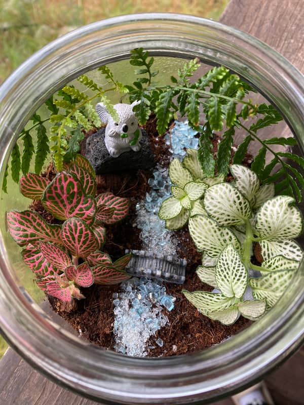 Terrarium mera jangal- סדנת טרריום פרטית