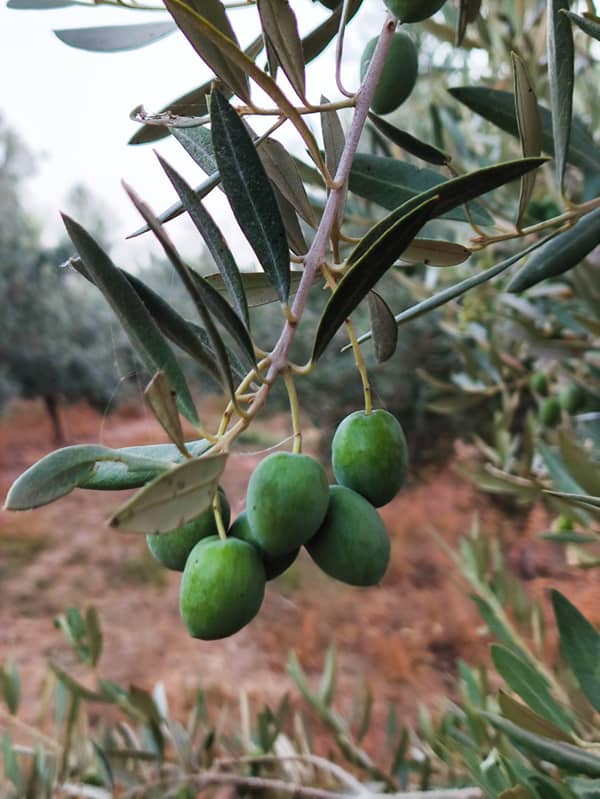 סדנת פסטה טרייה לט"ו באב❤️🍷 כולל יין וארוחה