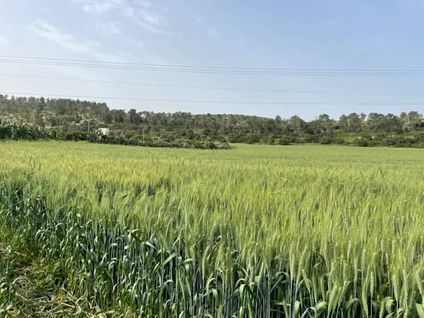 שביל ישראל: נתיב הל"ה עד שריגים