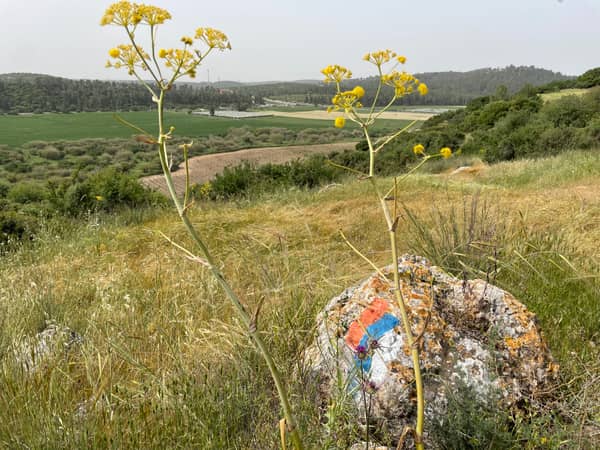 שביל ישראל: נתיב הל"ה עד שריגים