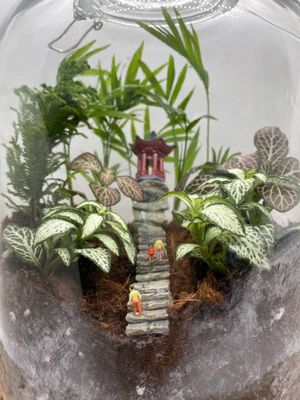 Terrarium mera jangal- סדנת טרריום פרטית