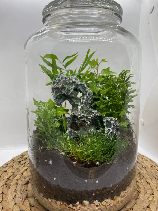Terrarium mera jangal- סדנת טרריום פרטית