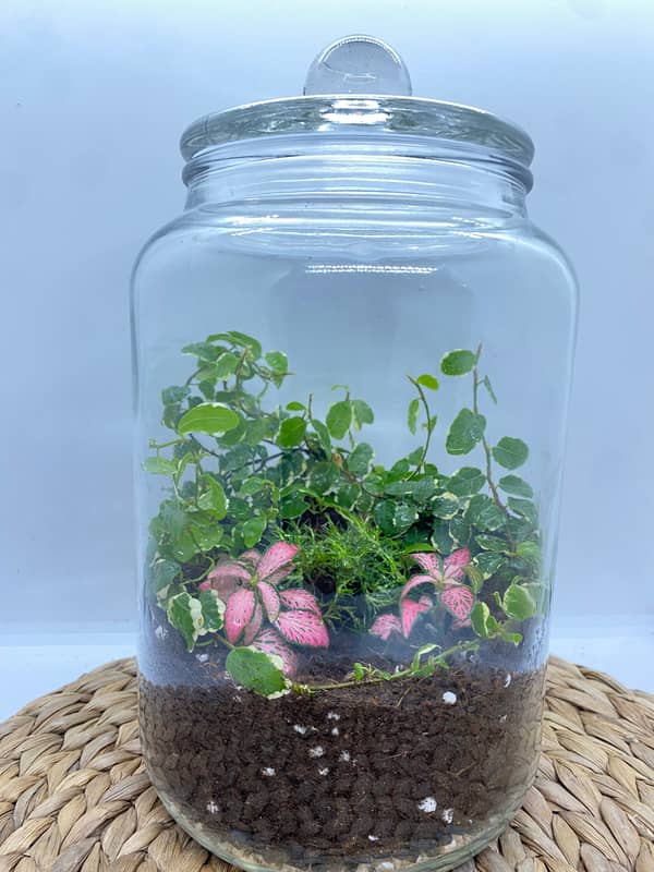 Terrarium mera jangal- סדנת טרריום פרטית