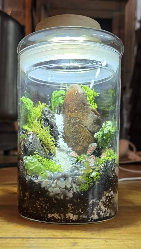 סדנה משפחתית מותאמת לילדים לבניית טרריום