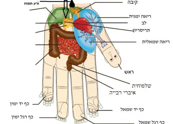 סדנה לריפוי עצמי בשיטת סו-ג'וק