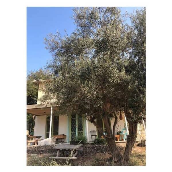 יצירה, הגות וטעמים- לפני פסח בקיבוץ